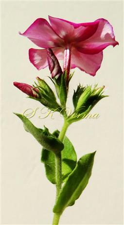  Flowering Shoot